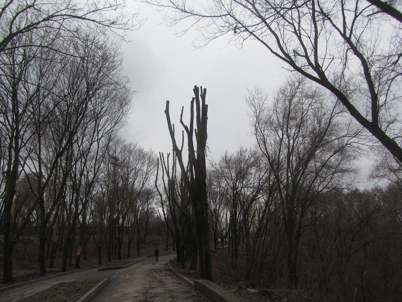 Как идет реконструкция центральной аллеи парка Зеленый гай 4