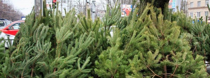 У Дніпрі вилучають з продажу незаконні ялинки