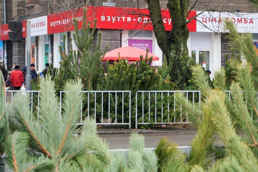 У Дніпрі вилучають з продажу незаконні ялинки 1