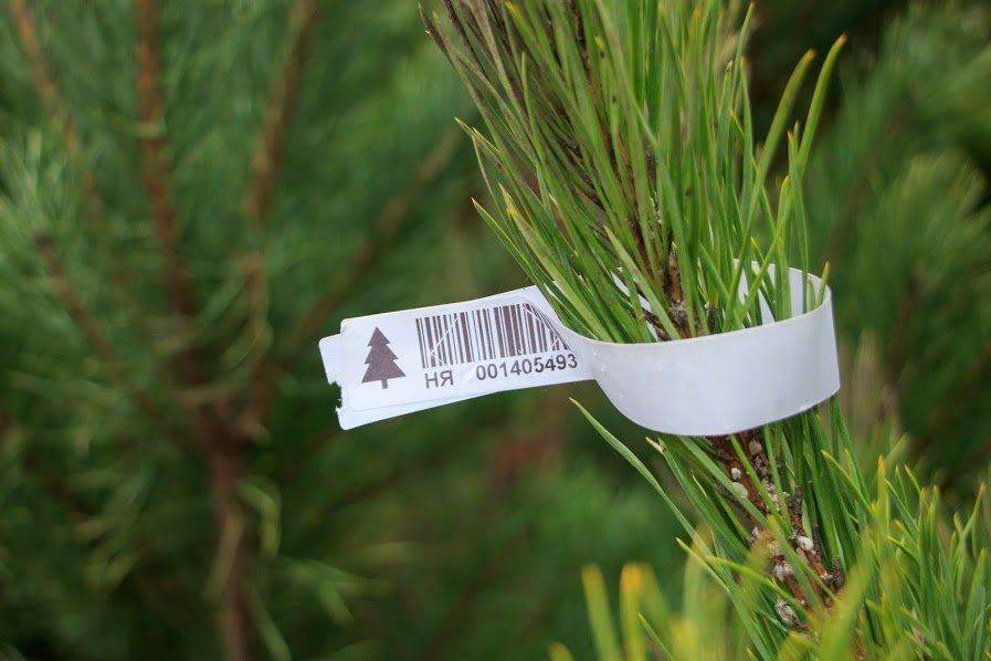 У Дніпрі вилучають з продажу незаконні ялинки 3