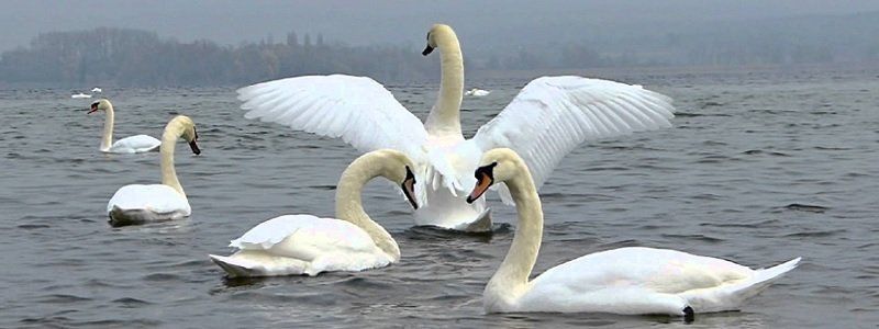 Из-за убийства лебедей ячейки УООР могут лишиться охотугодий