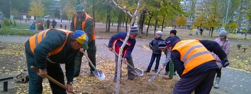 Сколько срубили, а сколько высадили деревьев в Днепре в 2017 году