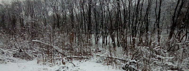 Вырубка леса за «Лавиной»: продолжение истории