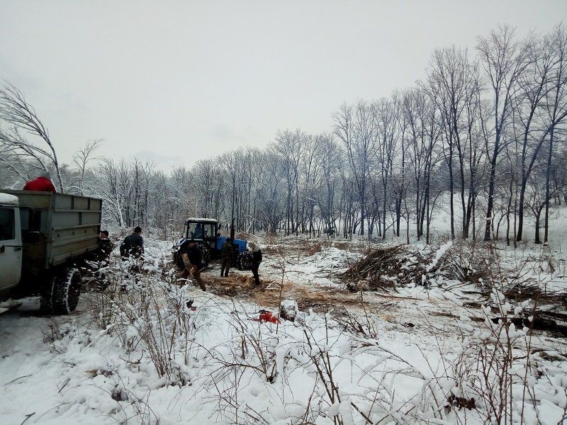 Вырубка леса за «Лавиной»: продолжение истории 3