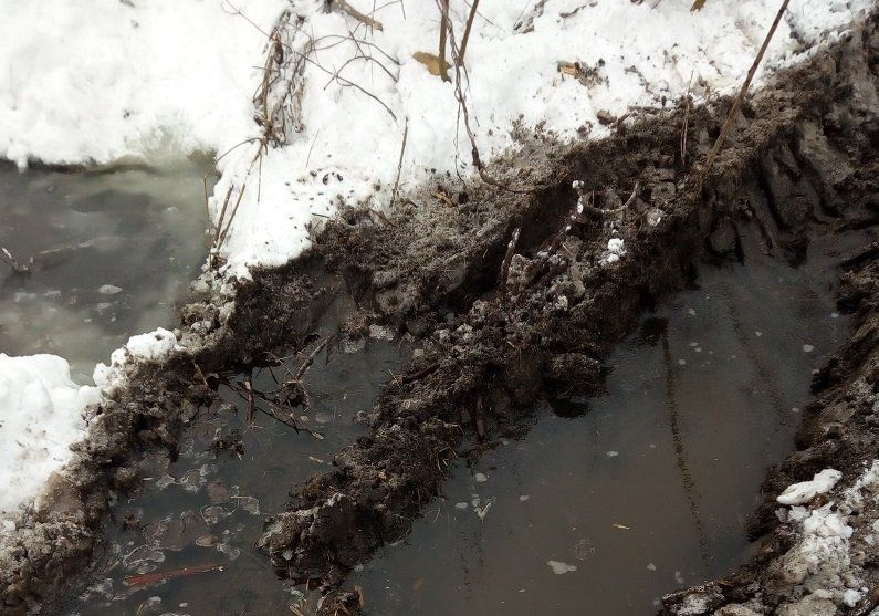 Вырубка леса за «Лавиной»: продолжение истории 4