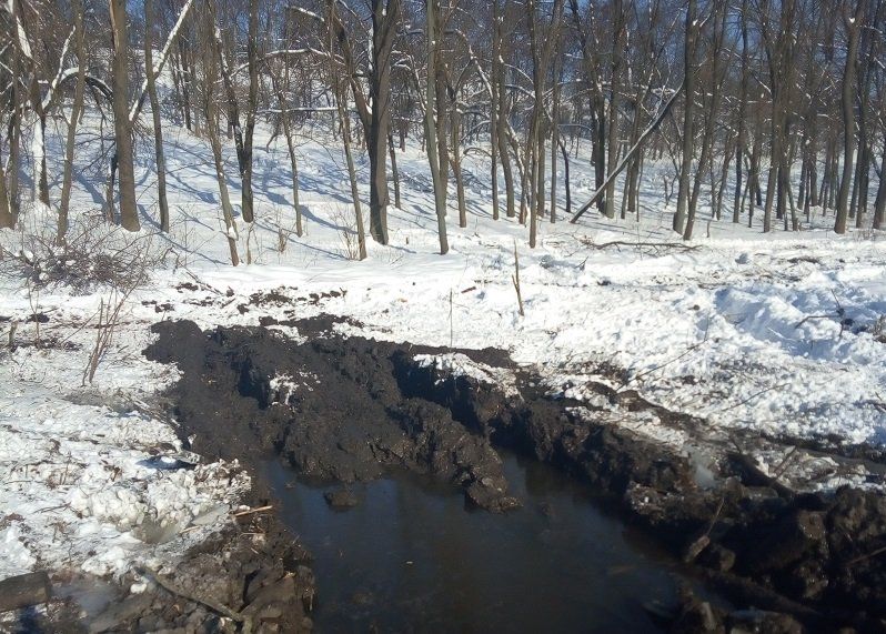 Вырубка леса за «Лавиной»: продолжение истории 5