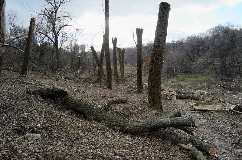 Как в облсовете деревья спасали 2