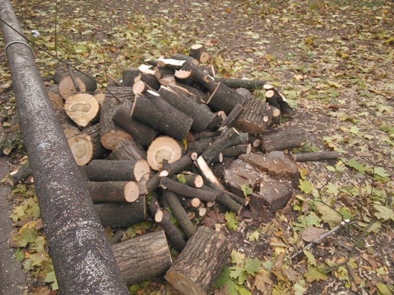 Как в облсовете деревья спасали 3