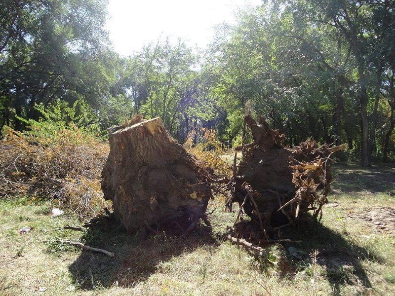 Как в облсовете деревья спасали 8