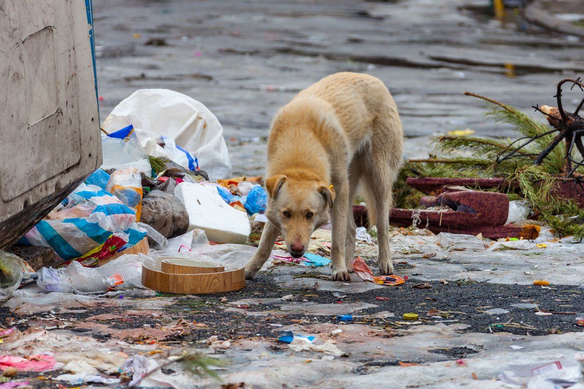 Почему Днепр никак не может купить мусоровозы и контейнеры для мусора 2