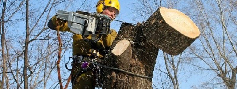 Горсовет Днепра займется 1115 деревьями в школах и садиках
