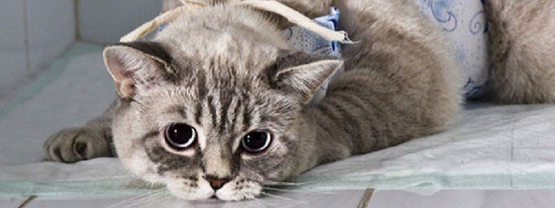 Стартует акция по стерилизации домашних животных «На старт! Внимание! Март!»