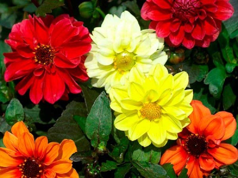 Как озеленят Днепр в 2018 году 2