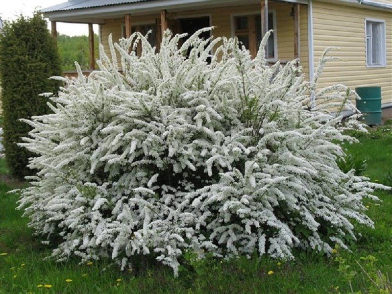 Как озеленят Днепр в 2018 году 5