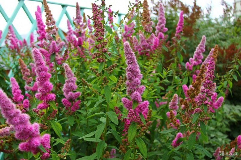 Как озеленят Днепр в 2018 году 6