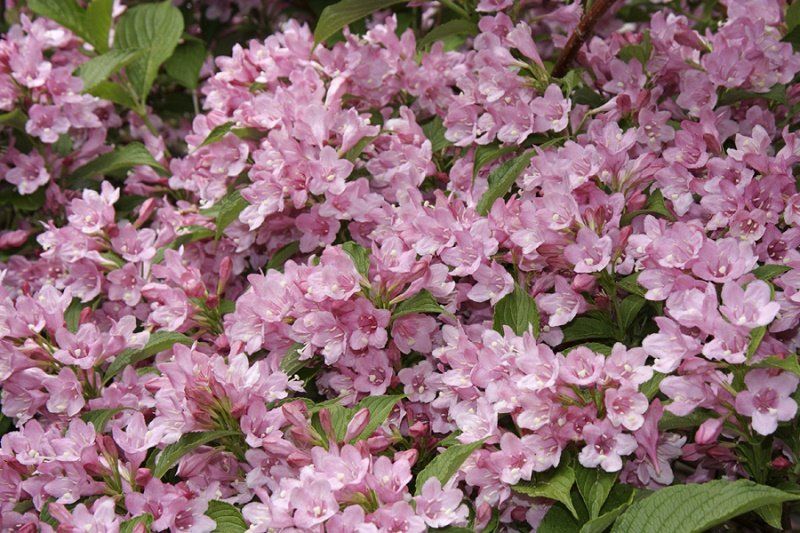 Как озеленят Днепр в 2018 году 8