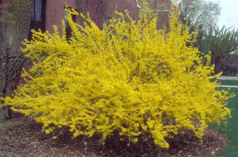 Как озеленят Днепр в 2018 году 9