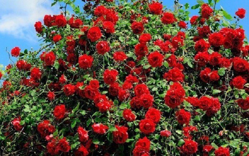 Как озеленят Днепр в 2018 году 10