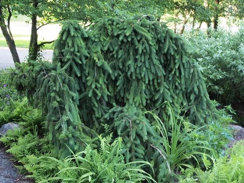 Как озеленят Днепр в 2018 году 12