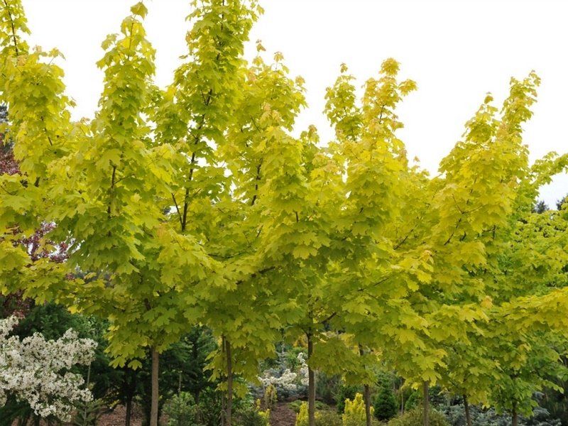 Как озеленят Днепр в 2018 году 13