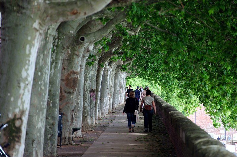 Как озеленят Днепр в 2018 году 15