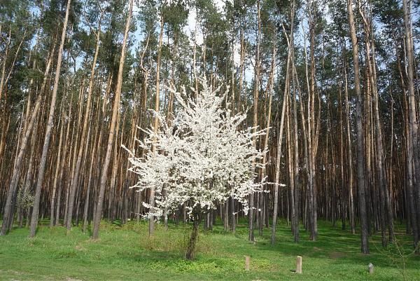 Парки Киева ждет капитальный ремонт: какие, за сколько и что изменится 9