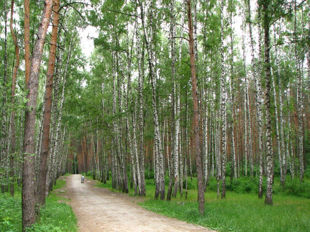 Парки Киева ждет капитальный ремонт: какие, за сколько и что изменится 10