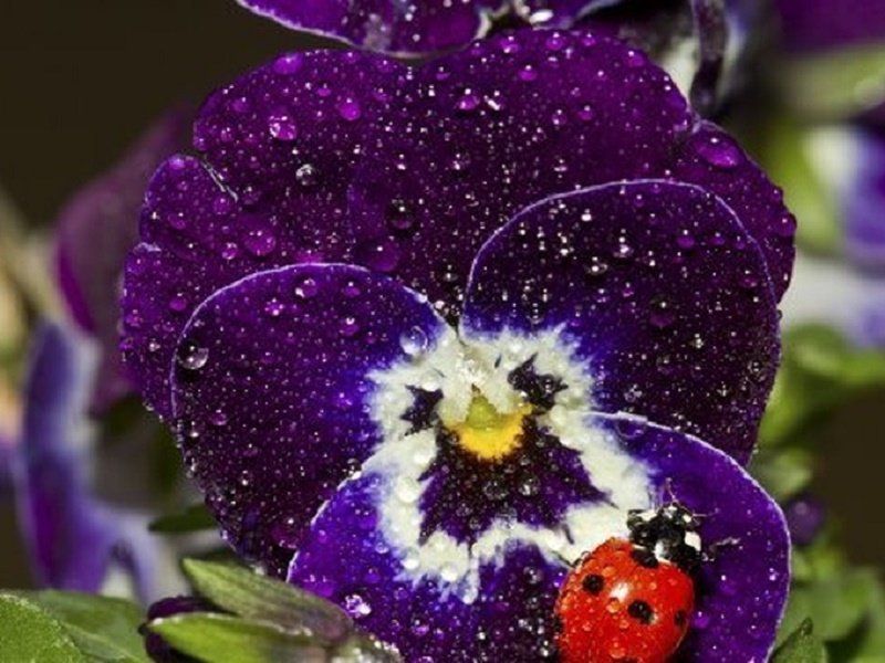 За клумбы в трех парка Днепр готов заплатить миллион гривень 1