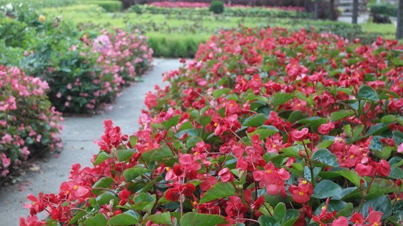 За клумбы в трех парка Днепр готов заплатить миллион гривень 3