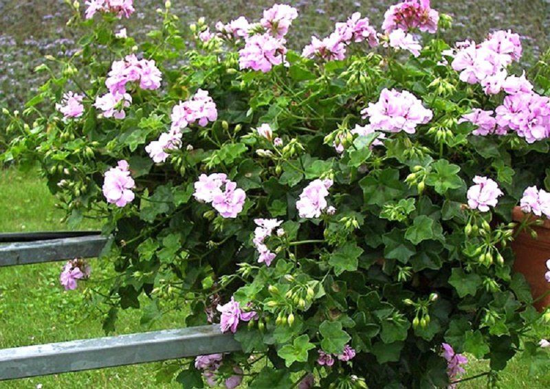 За клумбы в трех парка Днепр готов заплатить миллион гривень 5