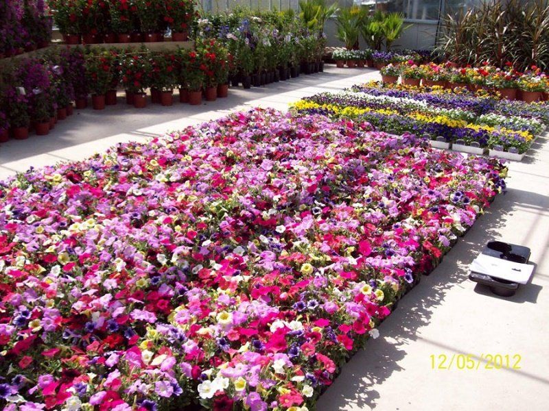 За клумбы в трех парка Днепр готов заплатить миллион гривень 8