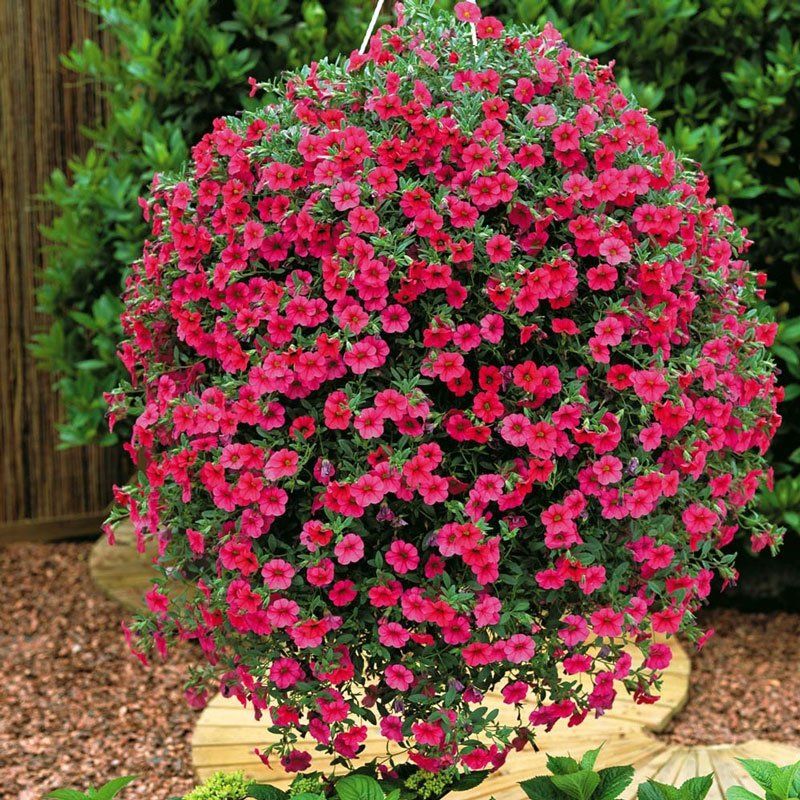 За клумбы в трех парка Днепр готов заплатить миллион гривень 9