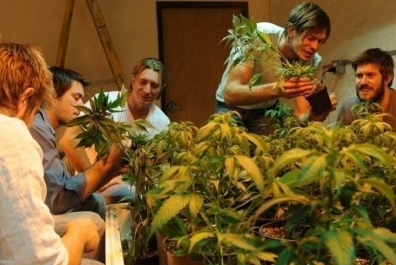 Легализация марихуаны витает в воздухе? 1