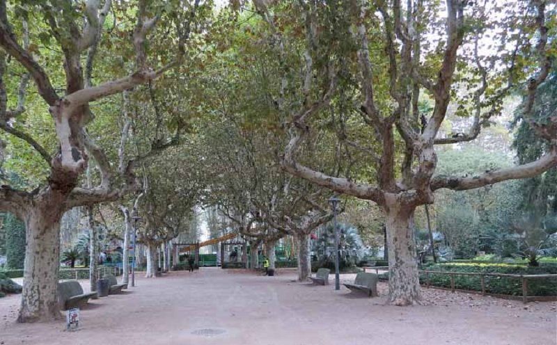 Почему в Днепре орудуют лесорубы, а садоводы сидят без работы 4