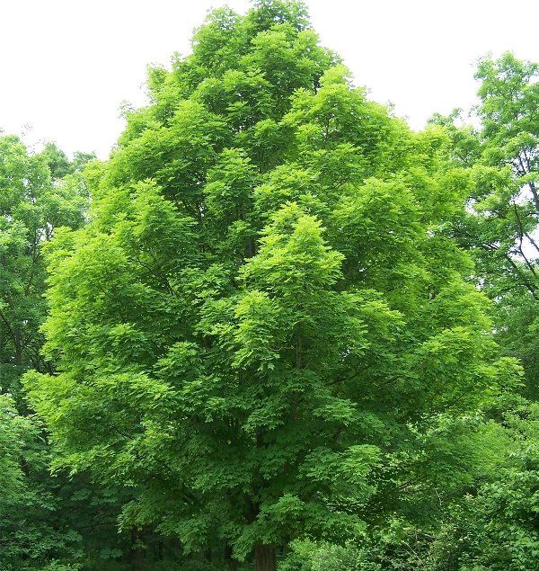 Почему в Днепре орудуют лесорубы, а садоводы сидят без работы 8