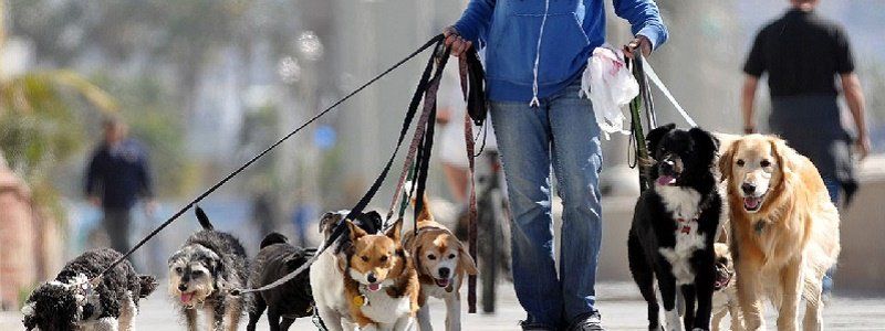 Из-за чего владельцы собак ходят в суд