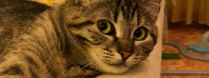 Как кошки приносят людям деньги