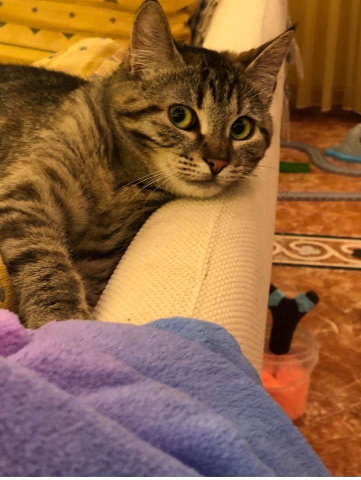 Как кошки приносят людям деньги 1