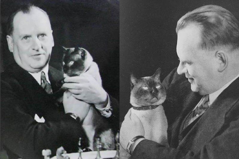 Как кошки приносят людям деньги 4