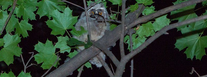 Как и от кого спасти мохноногих сычей на ж/м Победа в Днепре