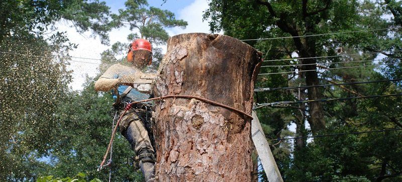 Киевзеленстрой нанес ущерб Киеву на 76 млн грн: итоги госаудита 1