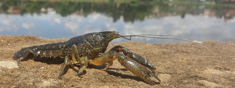 В Украине полностью запретили ловить раков
