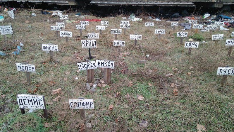 Как, где и за сколько похоронить животное в Киеве 1