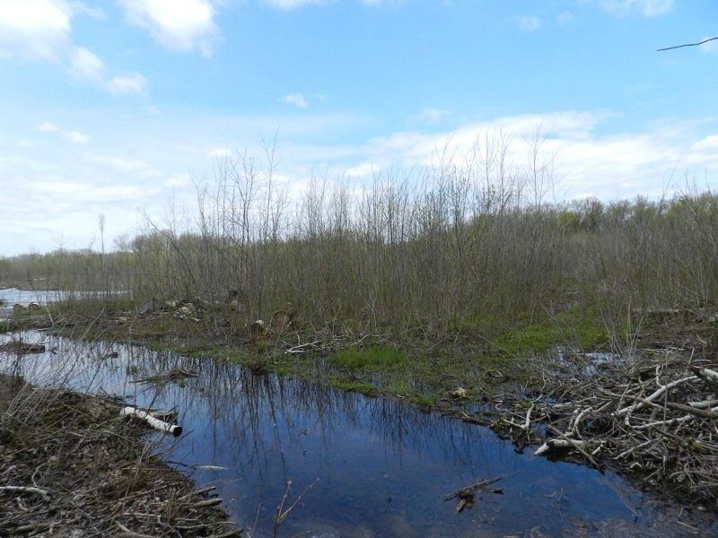Лес в Диевских плавнях