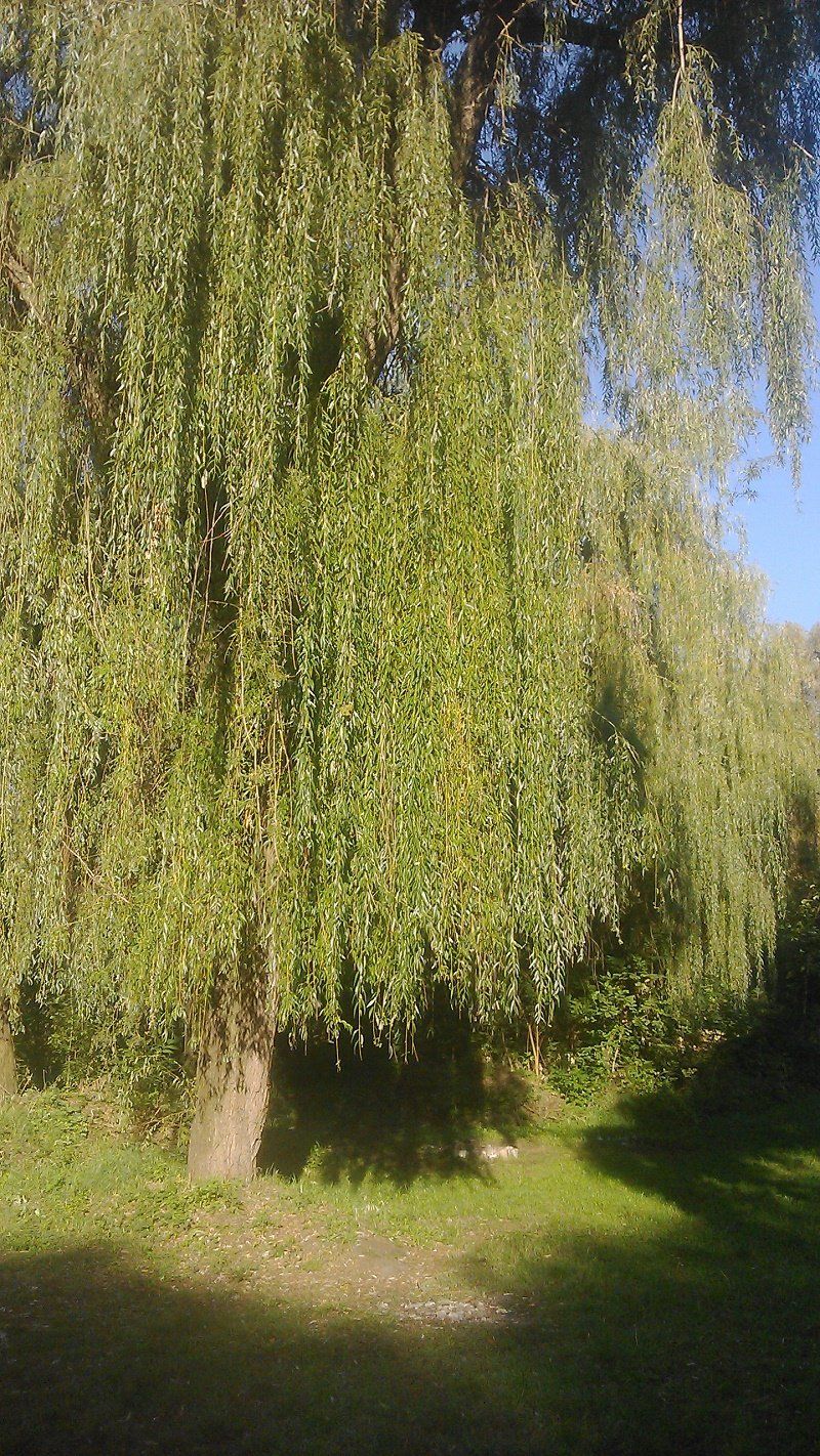 плакучие ивы - лучший выбор для озеленения обводненной территории парка