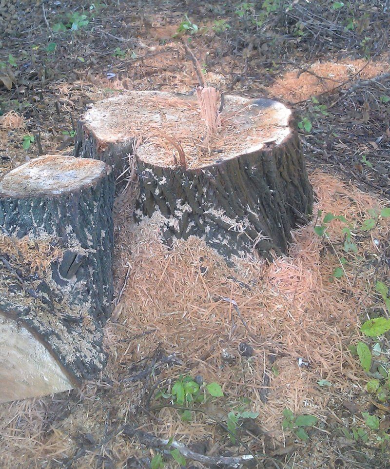 эти деревья могли украшать парк еще долгие годы