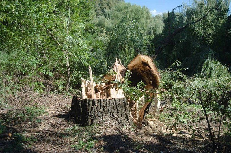 выгнившую изнутри иву спилили и бросили