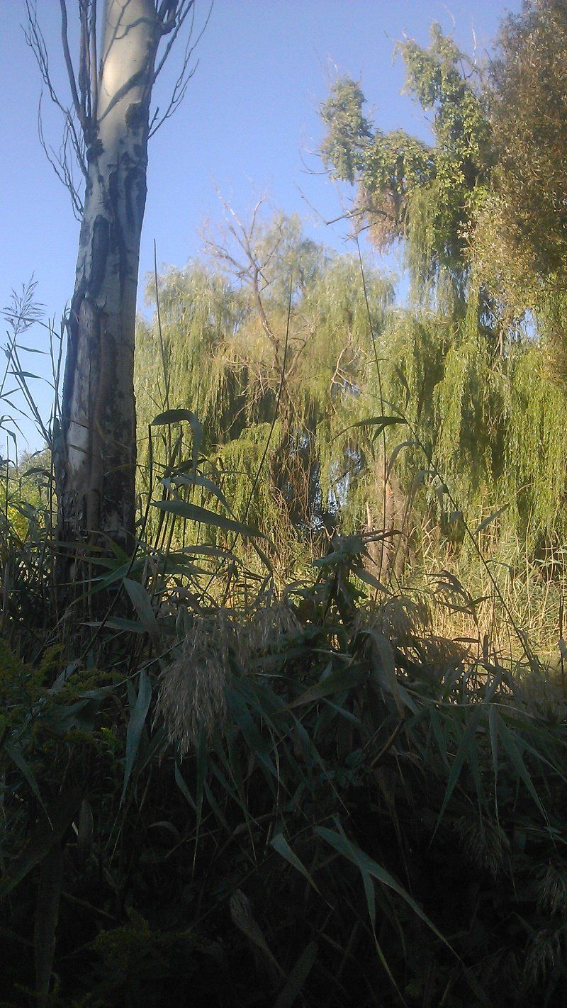 к дереву на Камазе не подобраться