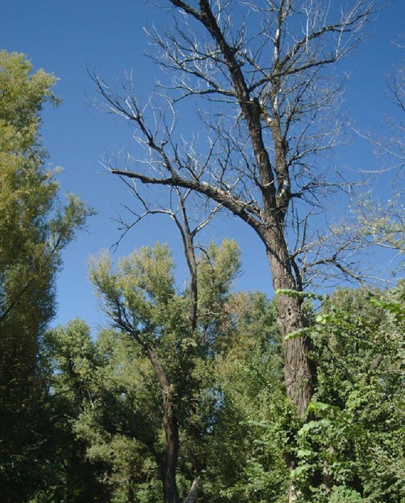 сухостой "газонокосильщиков" не интересует