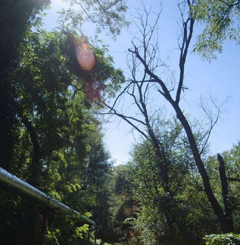 Сухостой, нависший над теплотрассой, никому не интересен